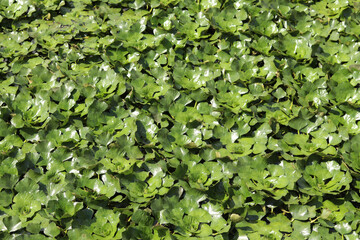 Fototapeta premium Water chestnut on a pond. Green leaves of water chestnut, natural background. Densely growing aquatic plants. Top view. A plant that grows in stagnant and slow-flowing waters. Green natural background