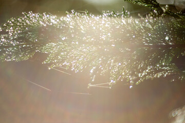 The Glittering Tree Branches Radiantly Shimmering in the Beautiful Sunlight of Nature