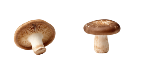 Two images of shiitake mushrooms, one with the cap and gills open, showing the interior, and the other with the entire mushroom isolated on a transparent background in PNG format.