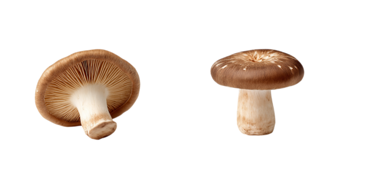 Two images of shiitake mushrooms, one with the cap and gills open, showing the interior, and the other with the entire mushroom isolated on a transparent background in PNG format.