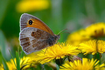 Butterfly and dandelion