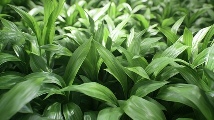 Obraz premium Lush green plant foliage in natural setting