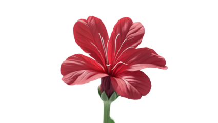 Single Verbena Flower Isolated on White Background