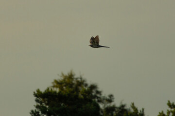 cuckoo is flying over the field trail