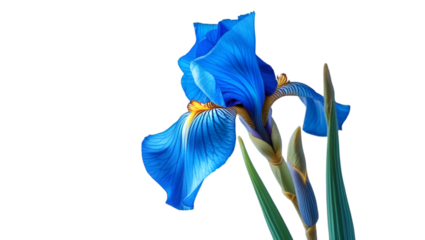 Single Blue Iris with Curved Petals Isolated on White Background