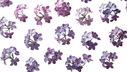 Single Lilac Bloom Cluster Isolated on White Background