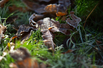 Frosty Leaves Resting Comfortably on Grass in the Beautiful, Enchanting Glow of Morning Light