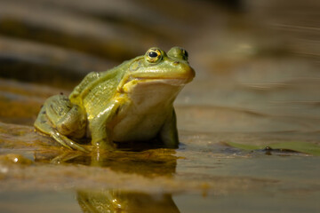 Pool frog Pelophylax lessonae