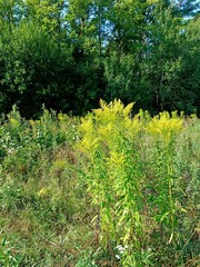 Obraz premium Abrosia, a plant that causes allergies, an allergen