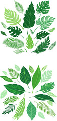 Set of Various Green Tropical Leaves on a White Background.