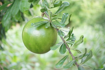 Crescentia alata, variously called Mexican calabash, jícaro, morro, morrito, or winged calabash,[1] is a plant species in the family Bignoniaceae and in the genus Crescentia, native to southern Mexico