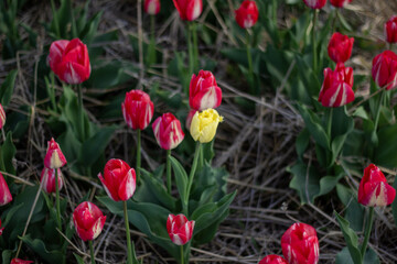 Close-up of Many Red Tulips with One Yellow Tulip Amongst Other Flowers