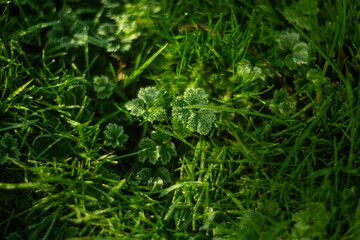 Lush Green Grass and Clovers Flourishing in Their Beautiful Natural Setting and Environment