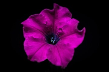 The splendor and vibrant colors of a pink petunia; Petunia Grandiflora; closeup photography	