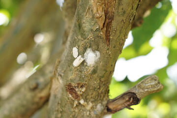 The niij is a domesticated scale insect known as Llaveia axin (Llave), used by the Maya people in Rabinal, Guatemala, to create a lacquer-like substance for traditional handicrafts. 