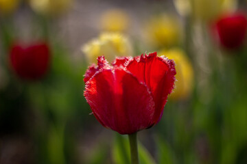 Obraz premium Vibrant Red Tulip Blossom Illuminated by Sunlight in a Garden Setting