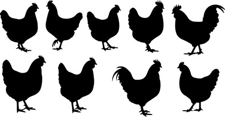 Fototapeta premium Chicken Silhouette Collection: Diverse Poses and Behaviors