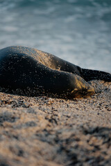 galapagos sea lion on the beach