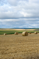 Fototapeta premium Golden hay bales rest across a patchwork field under a softly clouded sky.