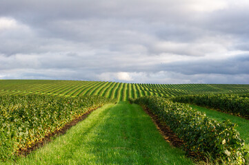 Neatly aligned rows of currant bushes stretch toward the horizon, showcasing vibrant growth and agricultural precision