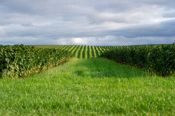 Neatly aligned rows of currant bushes stretch toward the horizon, showcasing vibrant growth and agricultural precision
