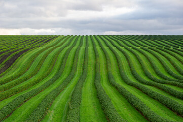 Evenly spaced rows of green crops stretch into the distance beneath a moody, cloud-filled sky.