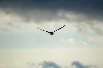 A lone montagu's harrier  bird glides through a partly cloudy sky with wings outstretched, evoking freedom and calm.