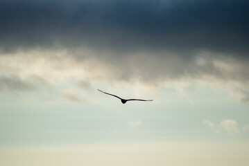 Obraz premium A lone montagu's harrier bird glides through a partly cloudy sky with wings outstretched, evoking freedom and calm.