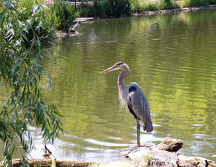 Big grey heron in the pond
