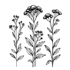 Elegant Ageratum, Iberis Floral Collection Hand-Drawn Botanical Illustrations. Line art flowers Drawings. Flower bloom illustration, black and white Doodle. Blossom wildflowers Outlined.