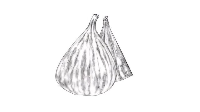Sliced figs line art illustration