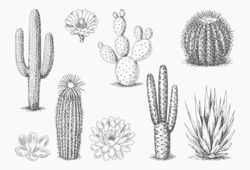 Vintage cactus and succulent variety in sketch style. Botanical illustration of assorted desert cactus plants.
