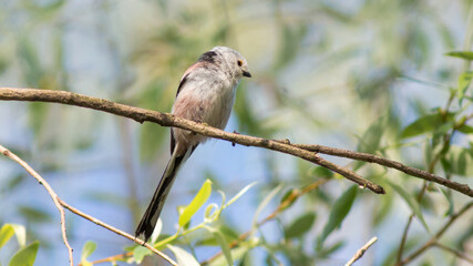 bird on a branch
