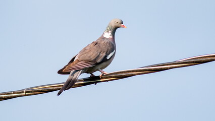 blackbird on a branch