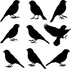 Fototapeta premium Bird Silhouette Collection: Dynamic Flight and Perch Poses