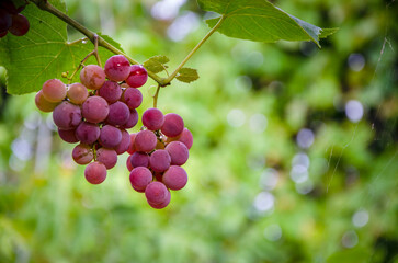 Close-up bunches of grapes growing in the garden.