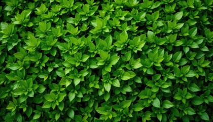 Fresh green leaves blanket the frame, creating a vibrant and textured natural background that is perfect for adding life to designs