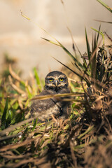 Burrowing owl (Athene cunicularia) baby (owlet) on a ground nest. Alto Paraiso, Goias Brazil
