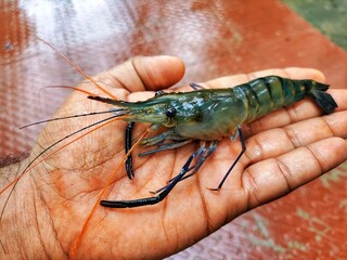 Big freshwater blue leg prawn in hand in nice blur background HD