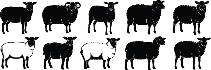 Silhouette sheep set, black and white sheep illustration, farm animal vector, wool texture variation, livestock breed comparison, horns