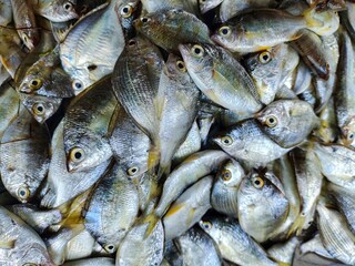 different kind of fish and prawn sale in Indian fish market Balugaon chilika fish market