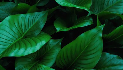 Lush tropical foliage in deep emerald hues creating a vibrant botanical texture and serene natural background for modern design