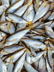 different kind of fish and prawn sale in Indian fish market Balugaon chilika fish market