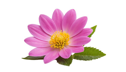 Obraz premium Pink dahlia flower with green leaves isolated on transparent background