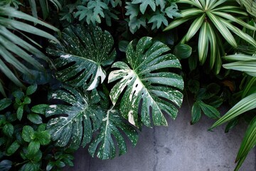 Lush green foliage, variegated monstera deliciosa leaves prominently featured, surrounded by diverse tropical plants on a grey stone ground