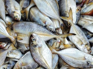different kind of fish and prawn sale in Indian fish market Balugaon chilika fish market