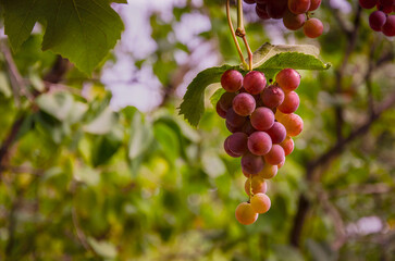 Bunch of grapes close-up in the garden.