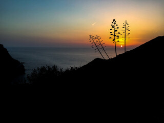 Agaves at sunset in the mountains looking at the sea in the north western coast of Sardinia, Nurra, Sassari Argentiera, Italy