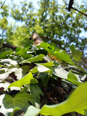 Close-Up of Ivy Leaves Climbing a Tree Trunk in Summer Light