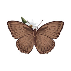 Fototapeta premium Brown Argus vector on white background.02